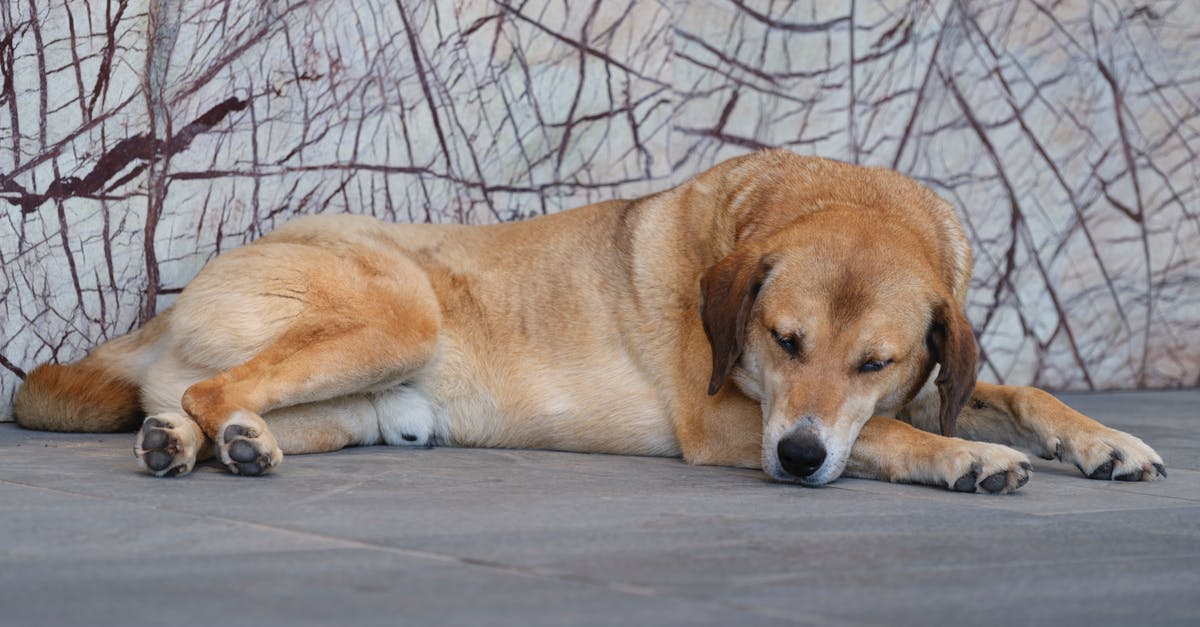 Dwarves sleeping on floor in dormitory - beautiful dog lying on the stone floor
