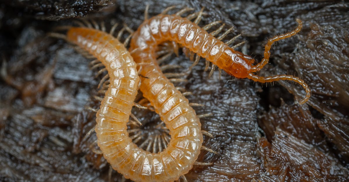Dying Light - Someone calling from atop an antenna during Pact with Rais - Myriapoda crawling in wild nature