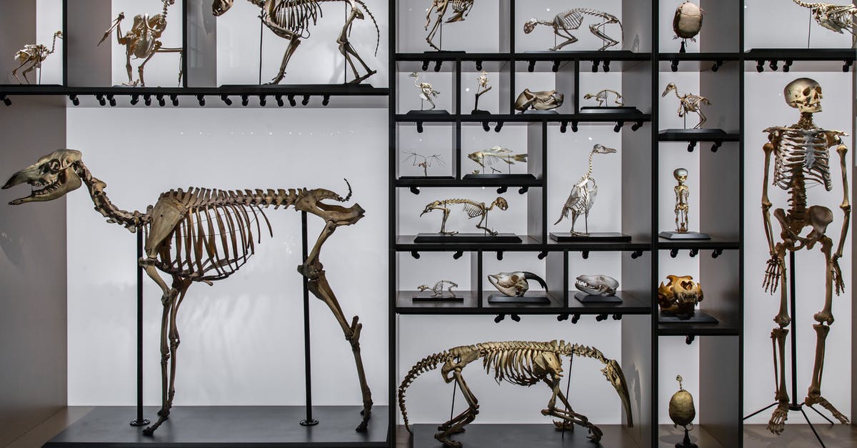 Eevee evolutions [duplicate] - Dinosaur and Human Skeletons