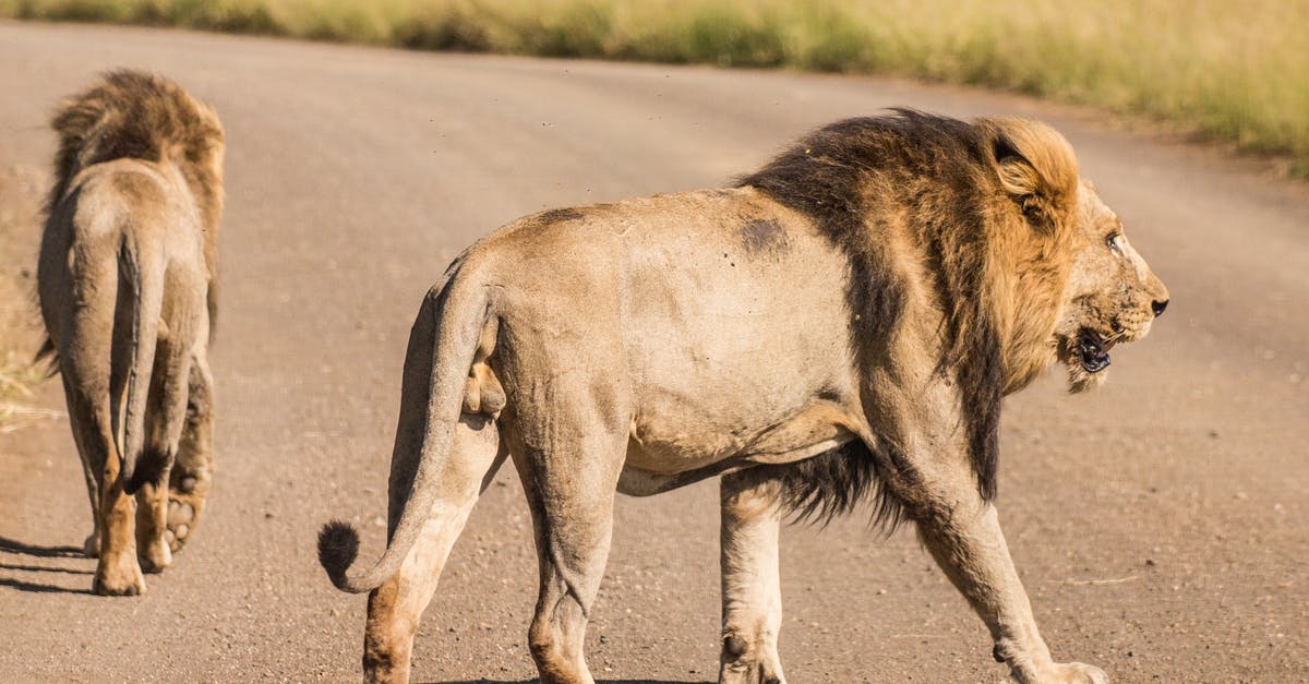 Effective ways to apply Weakness as a Hunter - Wild roaring lions on asphalt road of savannah