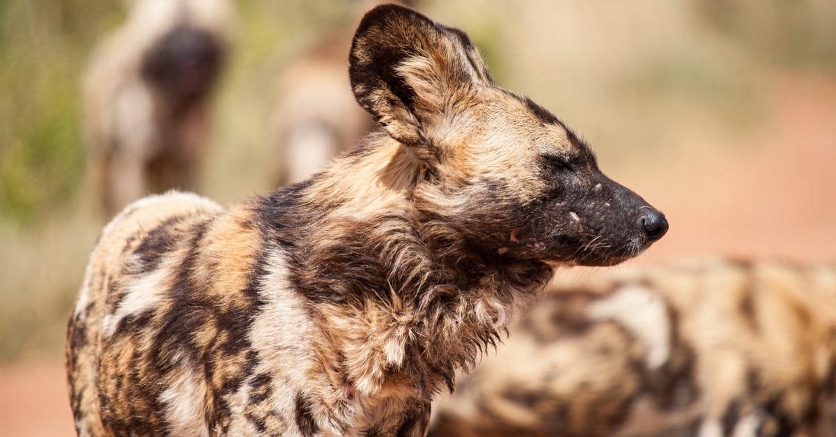 Effective ways to apply Weakness as a Hunter - African wild dogs in nature in sunny day