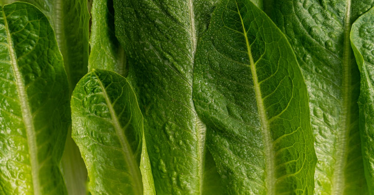 Egg drop chance - Green Leaf With Water Droplets