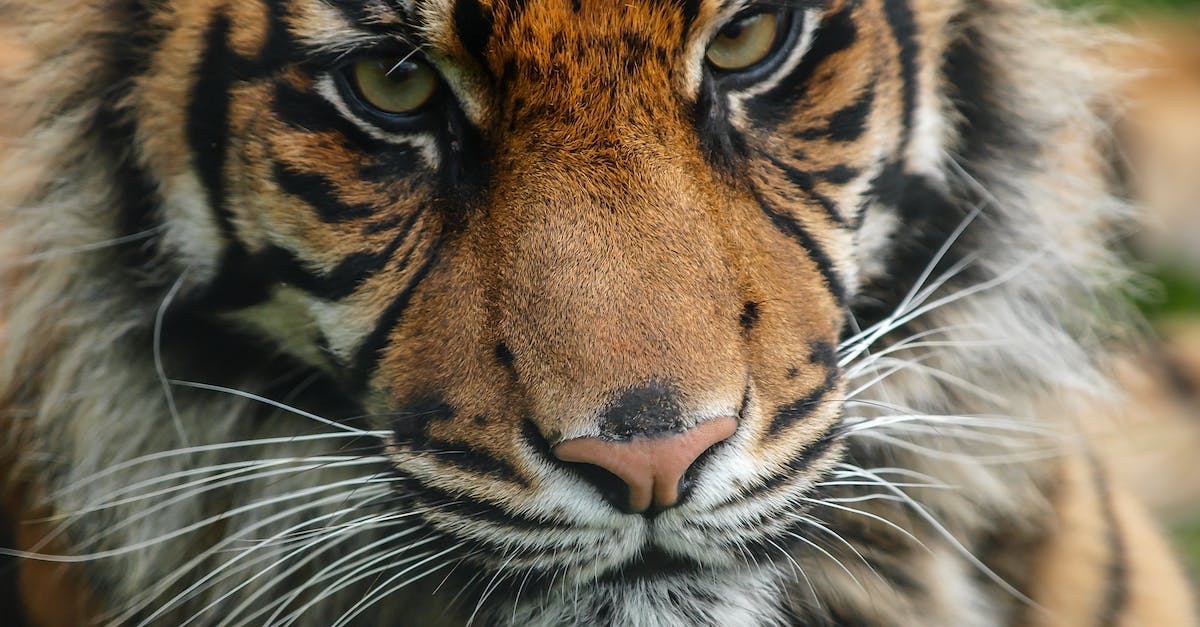 Elite Dangerous key binding - Brown and Black Tiger Head