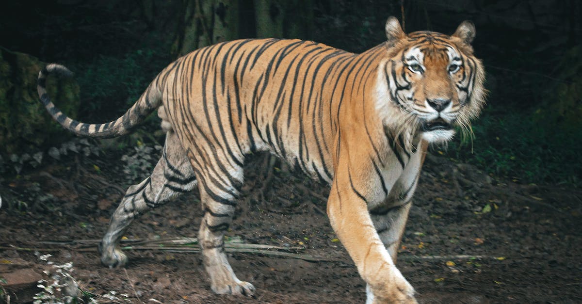 Elite Dangerous key binding - Tiger Lying on Ground