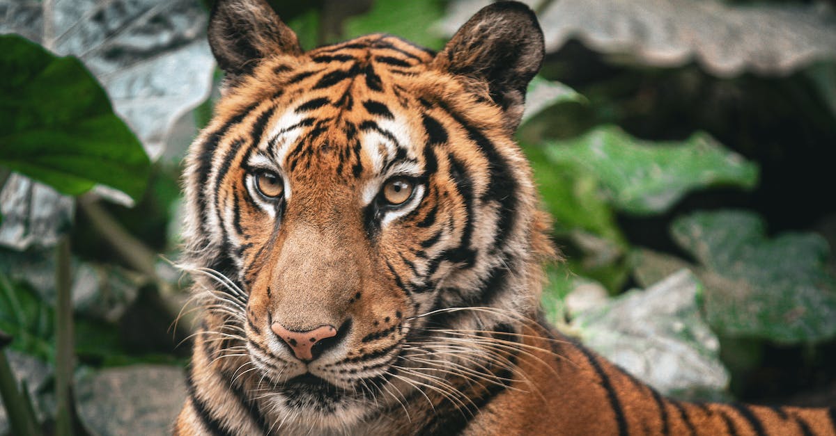 Elite Dangerous key binding - Siberian tiger 