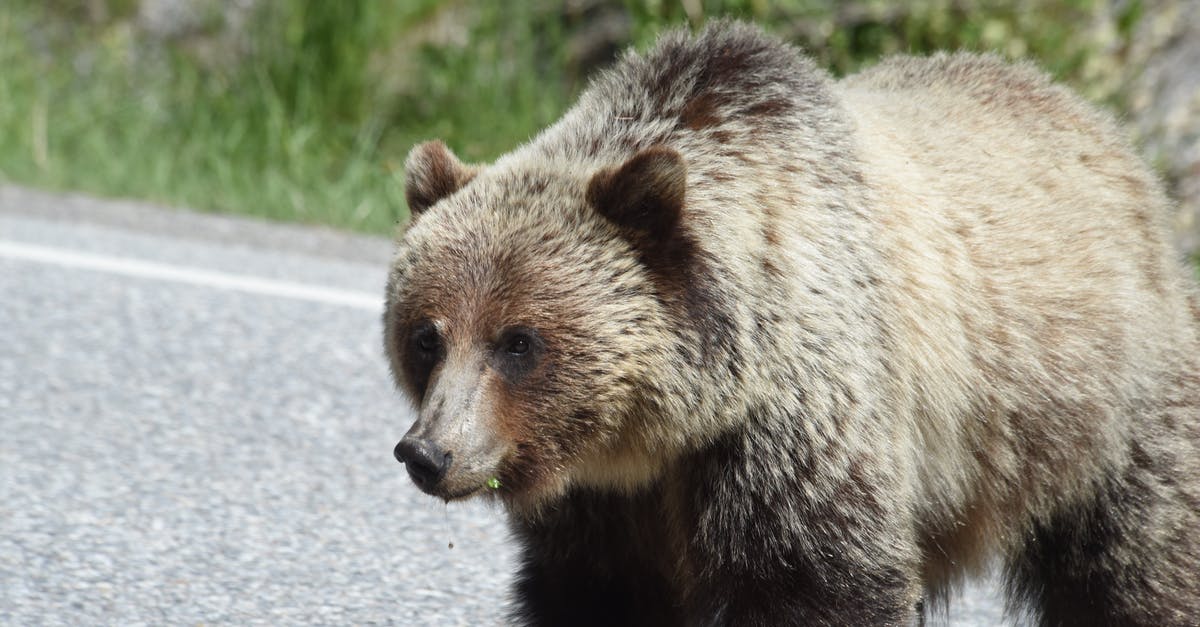 Elite: Dangerous launcher fails to start - Free stock photo of animal, carnivore, cute Elite: Dangerous launcher fails to start - Free stock photo of animal, carnivore, cute