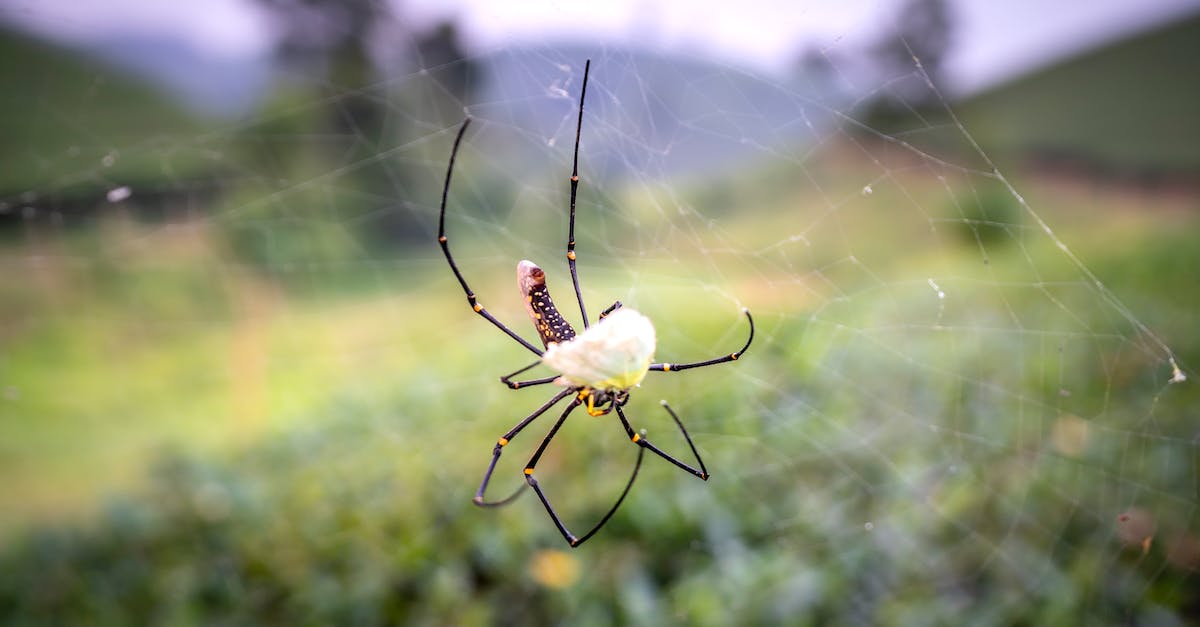 Elite dangerous powerplay universe, are there single player universes? - White spider on cobweb in nature Elite dangerous powerplay universe, are there single player universes? - White spider on cobweb in nature
