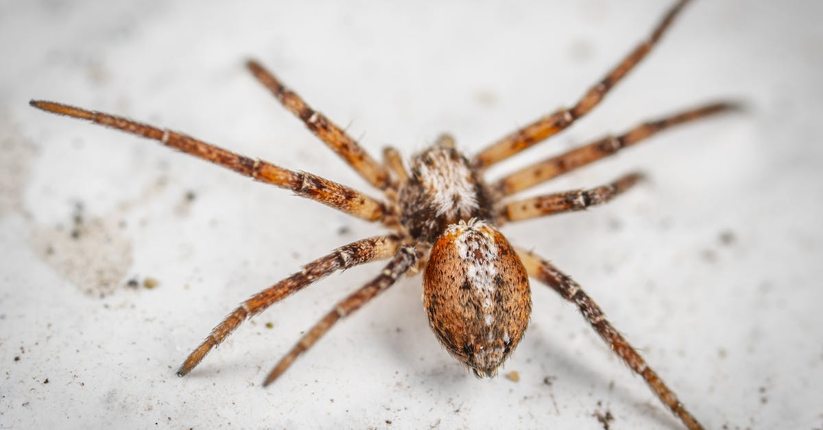 Elite dangerous powerplay universe, are there single player universes? - Wild dangerous funnel weaver Agelenopsis spider with spots on hairy legs and body crawling on white sandy surface in aquarium Elite dangerous powerplay universe, are there single player universes? - Wild dangerous funnel weaver Agelenopsis spider with spots on hairy legs and body crawling on white sandy surface in aquarium