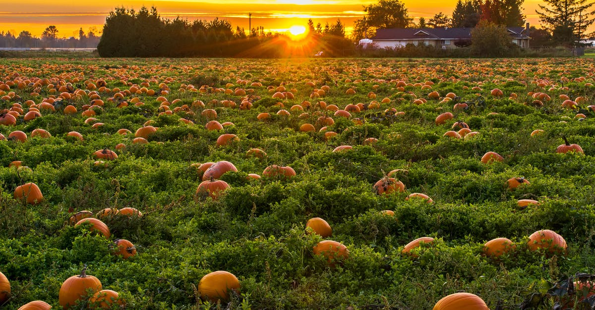 Enabling simultaneous turns in Heroes of Might and Magic 3 Complete + HD+ patch over TCP/IP - Photo of Field Full of Pumpkins Enabling simultaneous turns in Heroes of Might and Magic 3 Complete + HD+ patch over TCP/IP - Photo of Field Full of Pumpkins