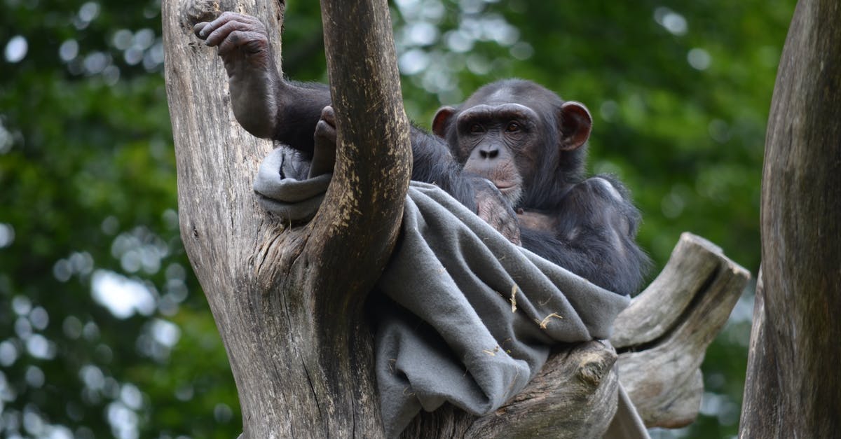 Escape from Monkey Island - "ScummVM could not find any game in the specified directory!" - Cute monkey with blanket resting on tree branch Escape from Monkey Island - "ScummVM could not find any game in the specified directory!" - Cute monkey with blanket resting on tree branch