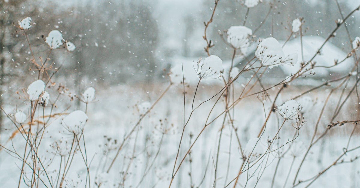 Etymology for Atronach? - White Flowers on Brown Stem