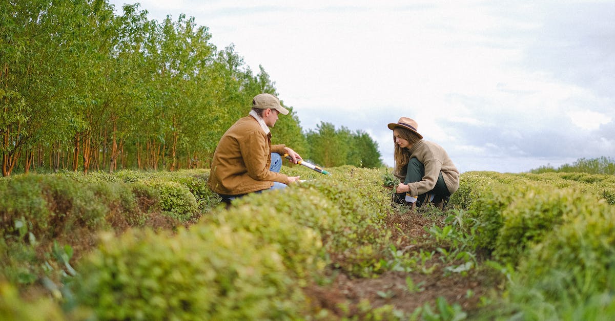 EU4 production interface cut off - Ground level side view of woman and man with secateurs squatting near green bushes with tools while working on farm
