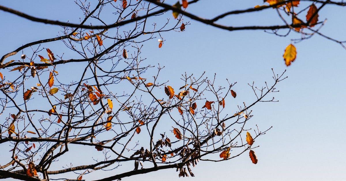 Exactly how rare are golden snowmen, and is snowmen placement random or fixed? - From below of rare foliage on twigs of tree against clear blue sky