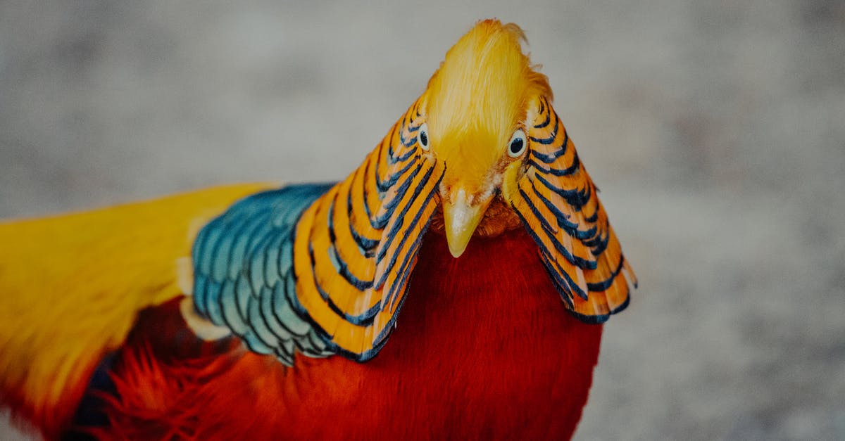 Exactly how rare are golden snowmen, and is snowmen placement random or fixed? - Golden pheasant with standing on ground in countryside
