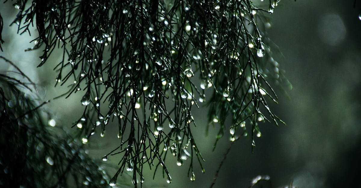 Excessive stuttering and occasional FPS drops in Optifine-enhanced Minecraft 1.7.5 despite high framerate [closed] - Close-Up Photography of Wet Leaves