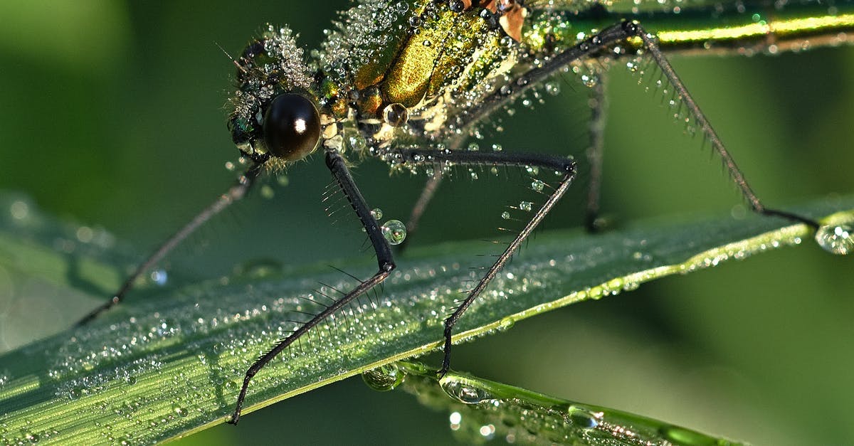 Extreme FPS Drops only in CS GO? - Green Damselfly Perched on Green Leaf in Close-Up Photography