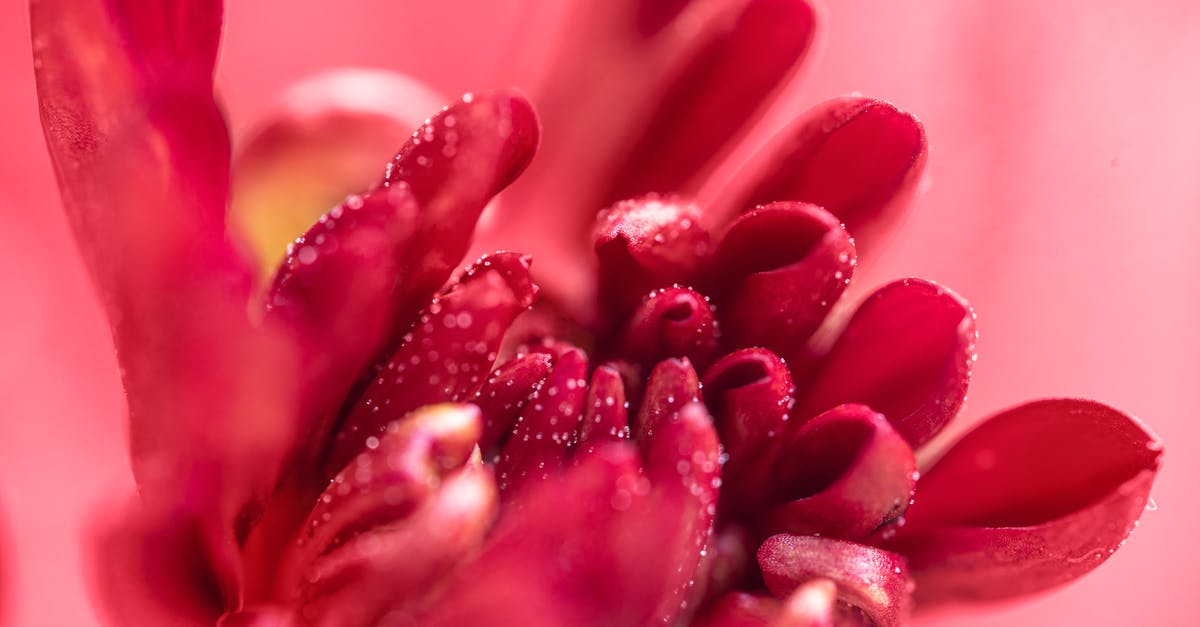 Extreme FPS Drops only in CS GO? - Pink Flower in Macro Shot Extreme FPS Drops only in CS GO? - Pink Flower in Macro Shot