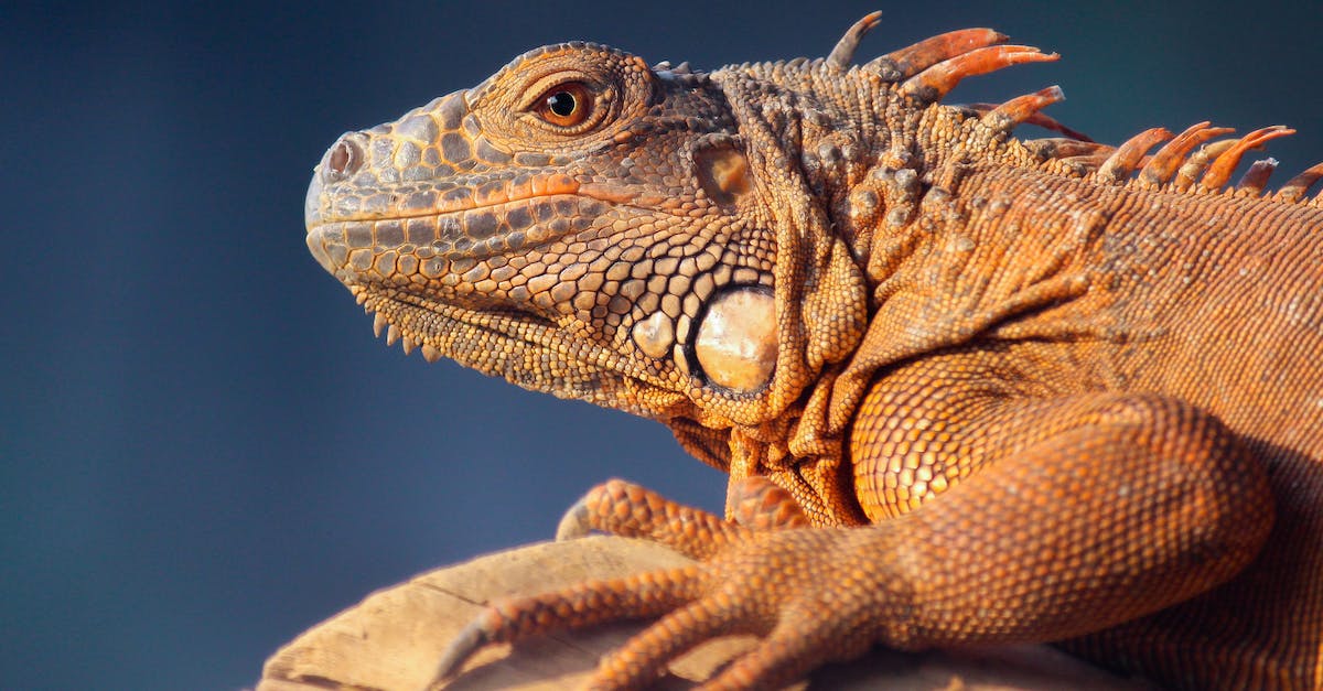 Facebook account already linked to another steam profile - Brown Bearded Dragon on Brown Wood Facebook account already linked to another steam profile - Brown Bearded Dragon on Brown Wood