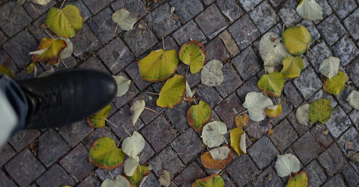 Fallen London: Quickest Way to get into Mahogany Hall? - Top view of crop unrecognizable person strolling on paved walkway with green faded leaves in autumn time on street of city Fallen London: Quickest Way to get into Mahogany Hall? - Top view of crop unrecognizable person strolling on paved walkway with green faded leaves in autumn time on street of city