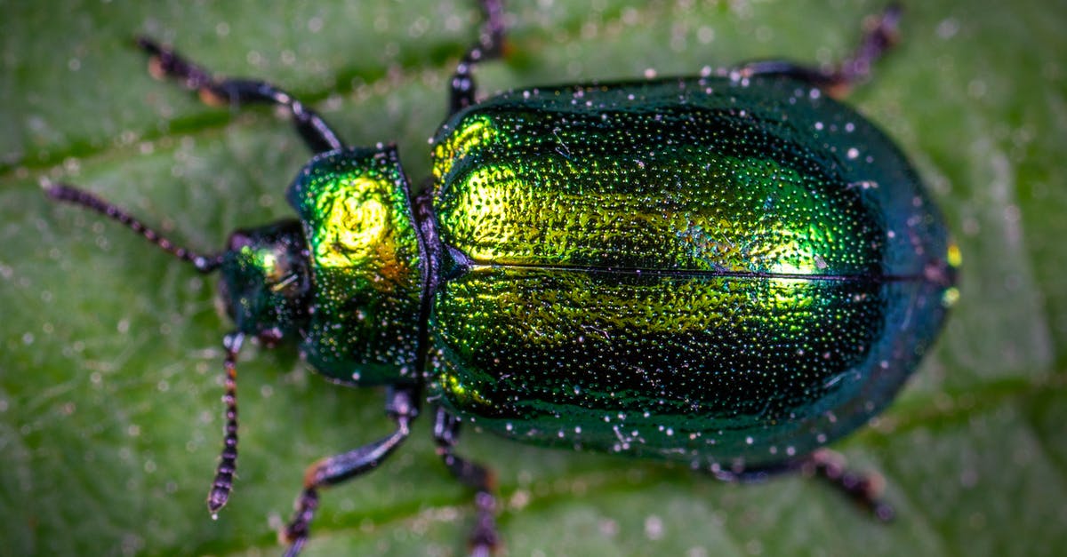 Fallout 4 'Mankind Re-Defined' bug - Macro Photography of Jewel Beetle on Green Leaf