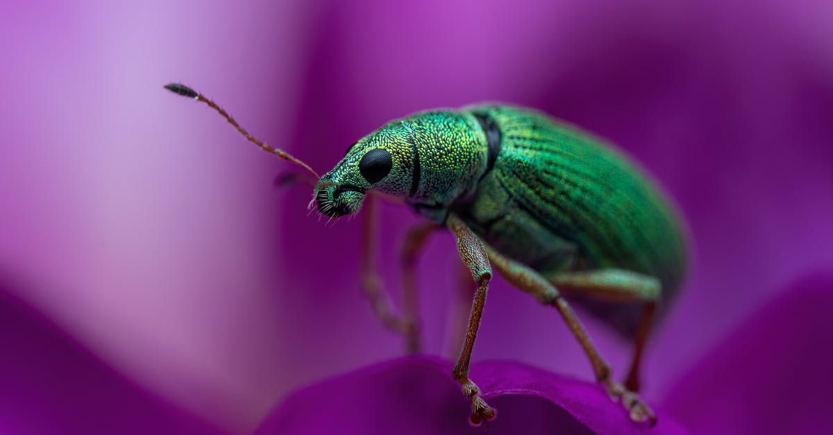 Fallout 4 'Mankind Re-Defined' bug - Insect on Petal