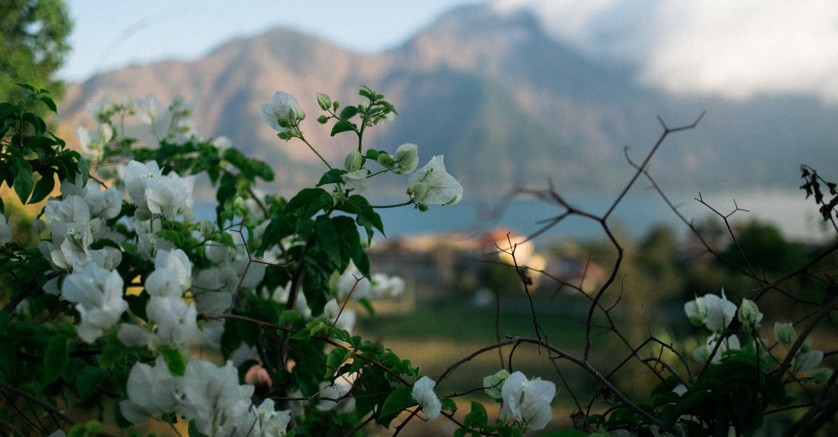 Fallout 4 - selection in settlement - White delicate flowers on long thin stems with green leaves in mountain valley in daytime on blurred background