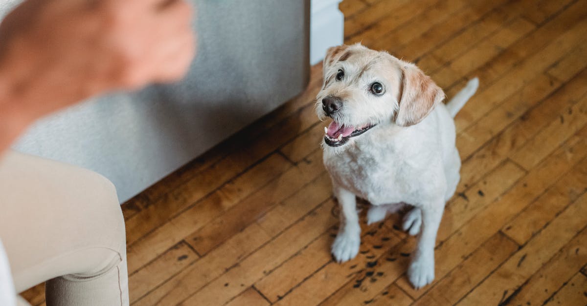 Fallout 4 how to stop dog from opening doors? - High angle of funny curious Labrador Retriever sitting on floor near crop anonymous female owner
