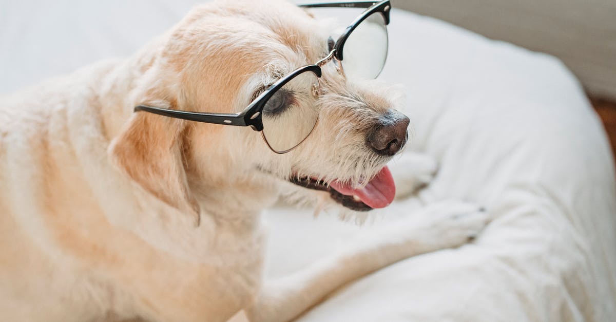 Fallout 4 how to stop dog from opening doors? - Adorable Labrador Retriever in eyeglasses resting on bed Fallout 4 how to stop dog from opening doors? - Adorable Labrador Retriever in eyeglasses resting on bed