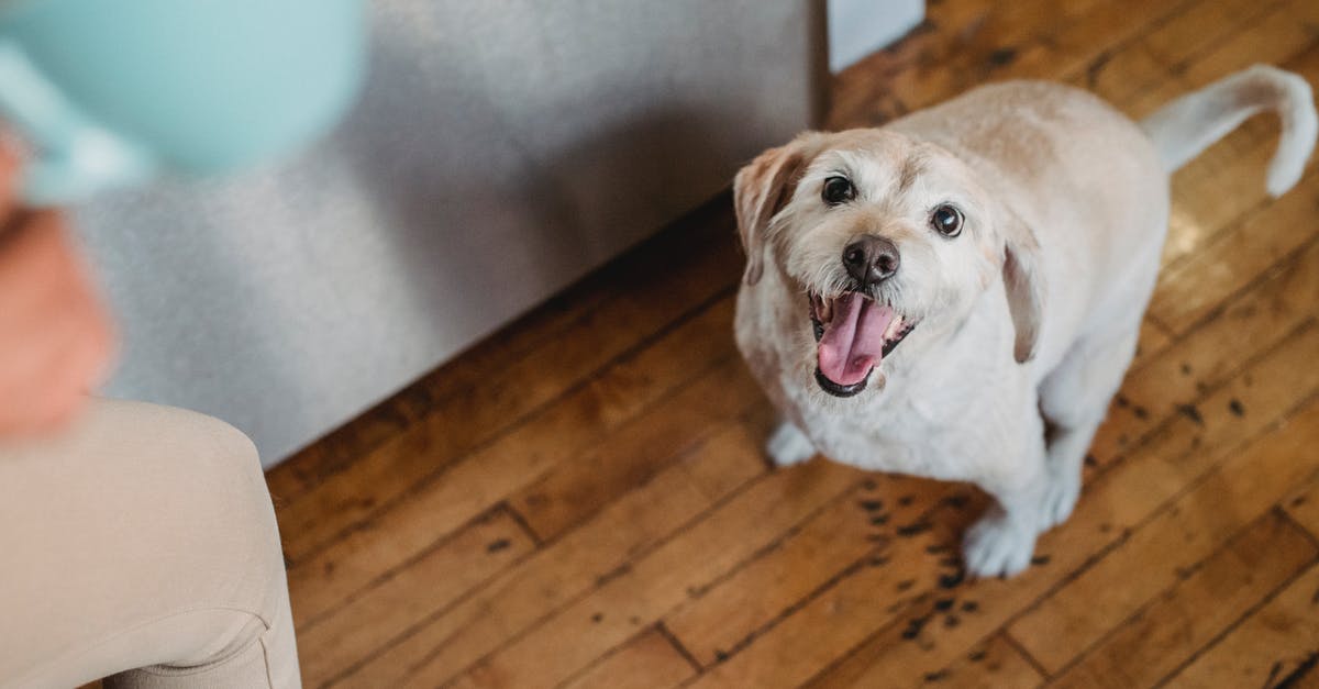 Fallout 4 how to stop dog from opening doors? - Purebred puppy with opened mouth sitting near owner Fallout 4 how to stop dog from opening doors? - Purebred puppy with opened mouth sitting near owner