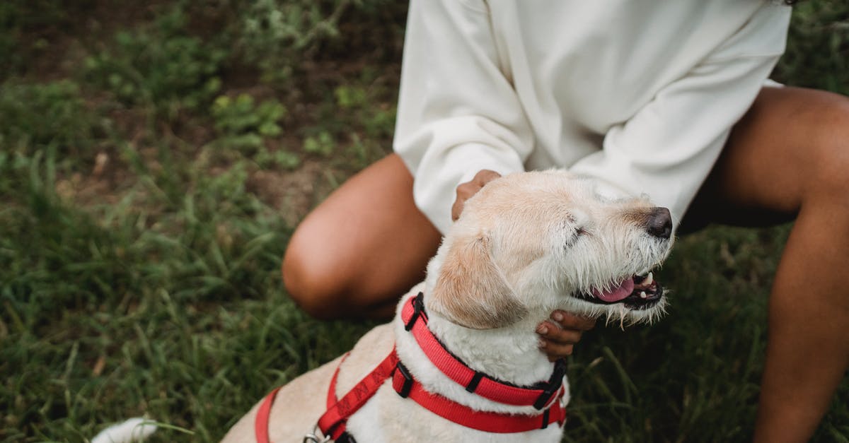 Fallout 4 how to stop dog from opening doors? - High angle of crop anonymous African American female owner wearing casual clothes sitting on lawn with Labrador Retriever Fallout 4 how to stop dog from opening doors? - High angle of crop anonymous African American female owner wearing casual clothes sitting on lawn with Labrador Retriever