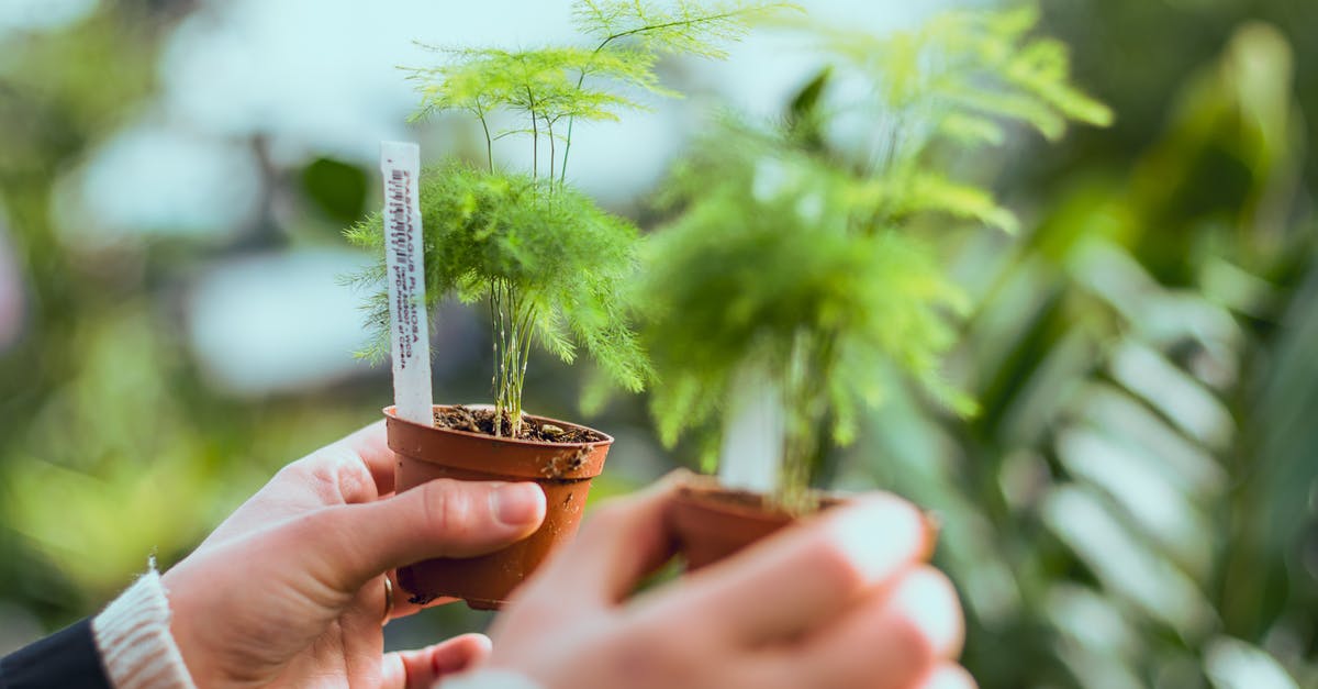 Fallout 4, tag for research, items appearing green - Person Holding to Potted Plants