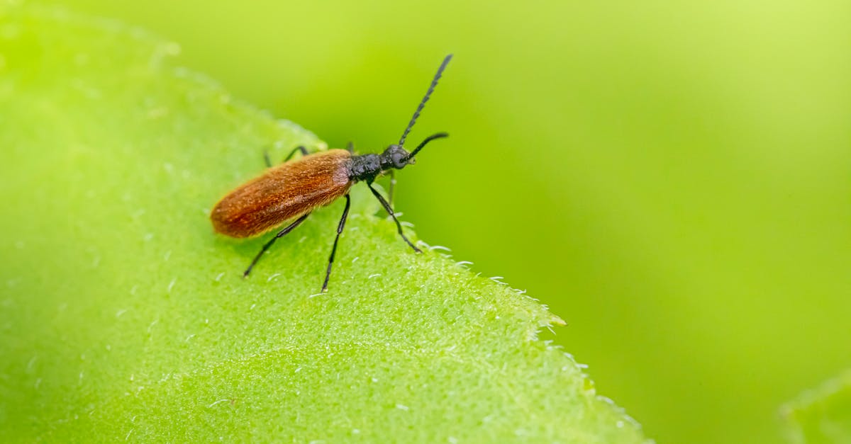 Fallout 4: The Molecular Level Bug - Free stock photo of beetle, bug, entomology Fallout 4: The Molecular Level Bug - Free stock photo of beetle, bug, entomology
