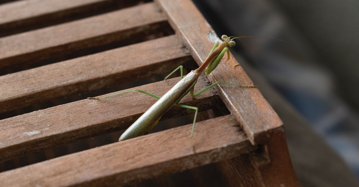 Fallout 4: The Molecular Level Bug - Green Praying Mantis on Brown Wooden Stairs Fallout 4: The Molecular Level Bug - Green Praying Mantis on Brown Wooden Stairs