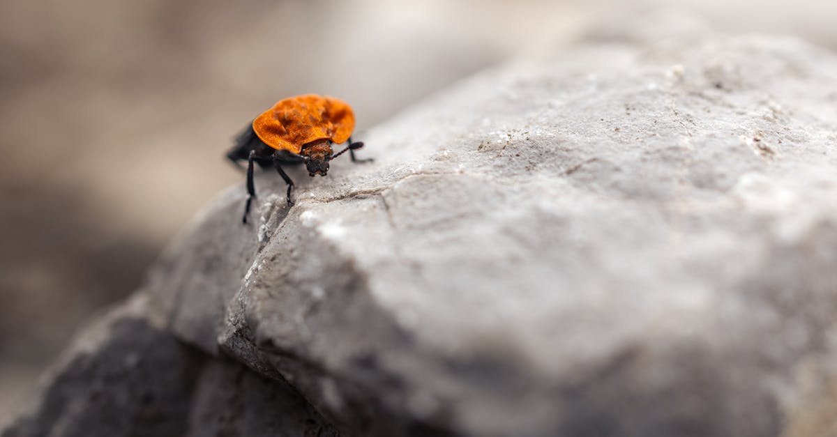 Fallout 4: The Molecular Level Bug - Brown and Black Beetle on Gray Concrete Surface Fallout 4: The Molecular Level Bug - Brown and Black Beetle on Gray Concrete Surface