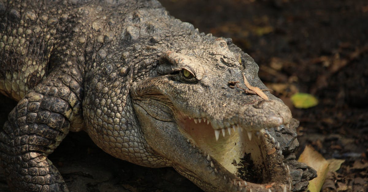 Fallout Shelter closes after being open for a few seconds - Brown Crocodile Lying on Ground