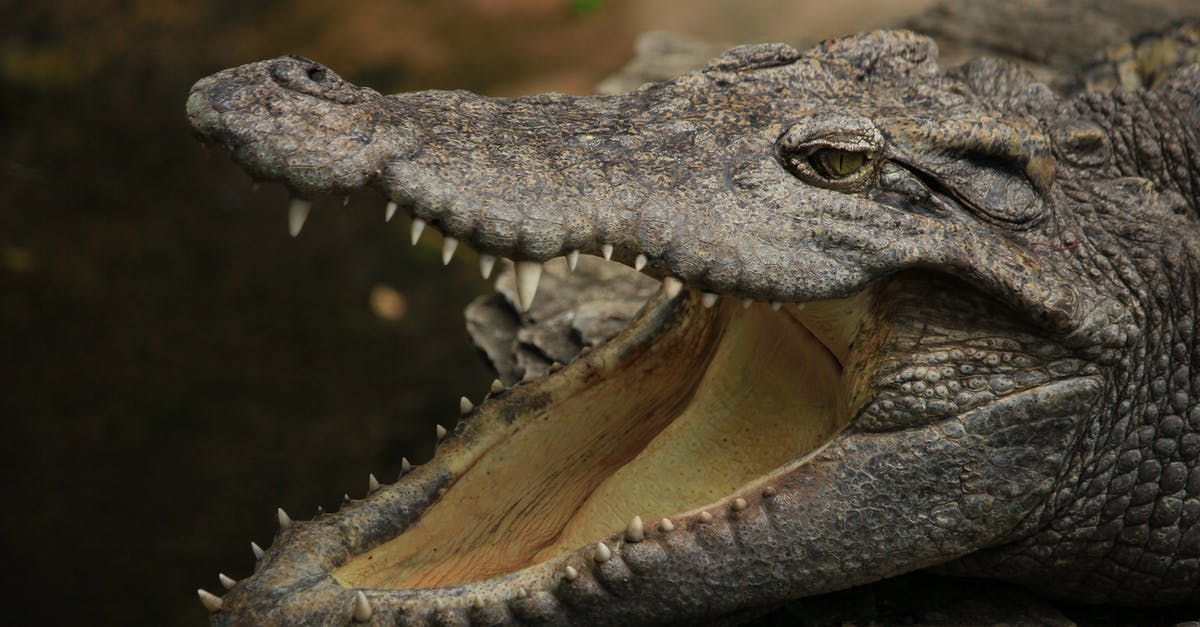 Fallout Shelter closes after being open for a few seconds - Brown Crocodile Eye in Close Up Photography