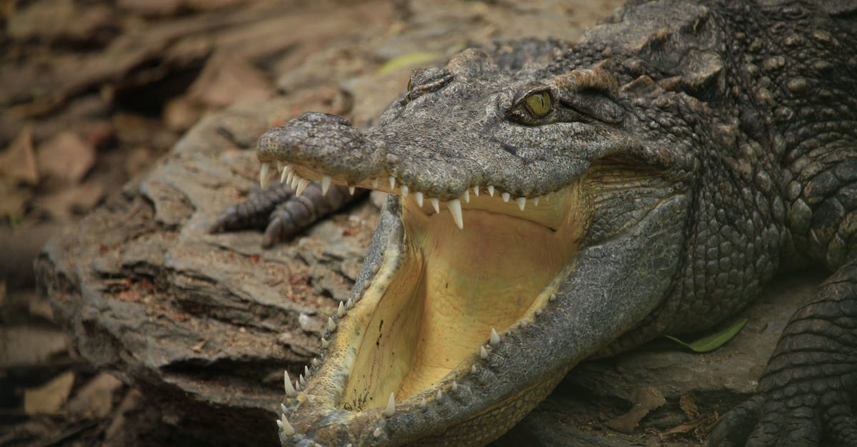 Fallout Shelter closes after being open for a few seconds - Brown Crocodile on Brown Wood Log