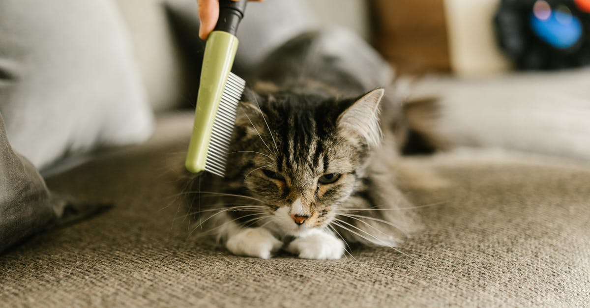 Fallout Shelter Quest rooms - Silver Tabby Cat on Gray Carpet