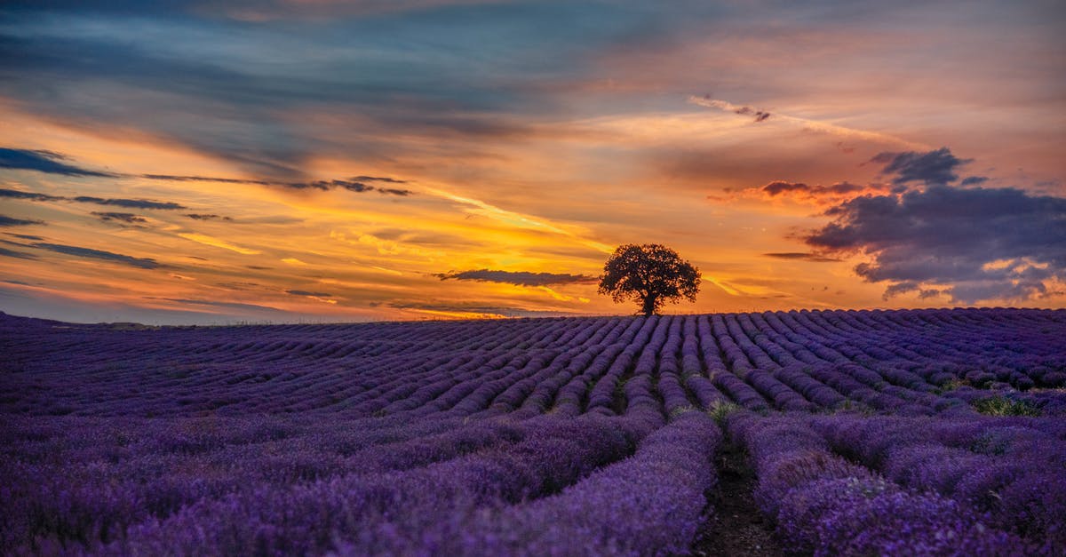 Far Cry 5 & far Cry New Dawn run minimized after Launching - Purple Flower Field during Sunset Far Cry 5 & far Cry New Dawn run minimized after Launching - Purple Flower Field during Sunset