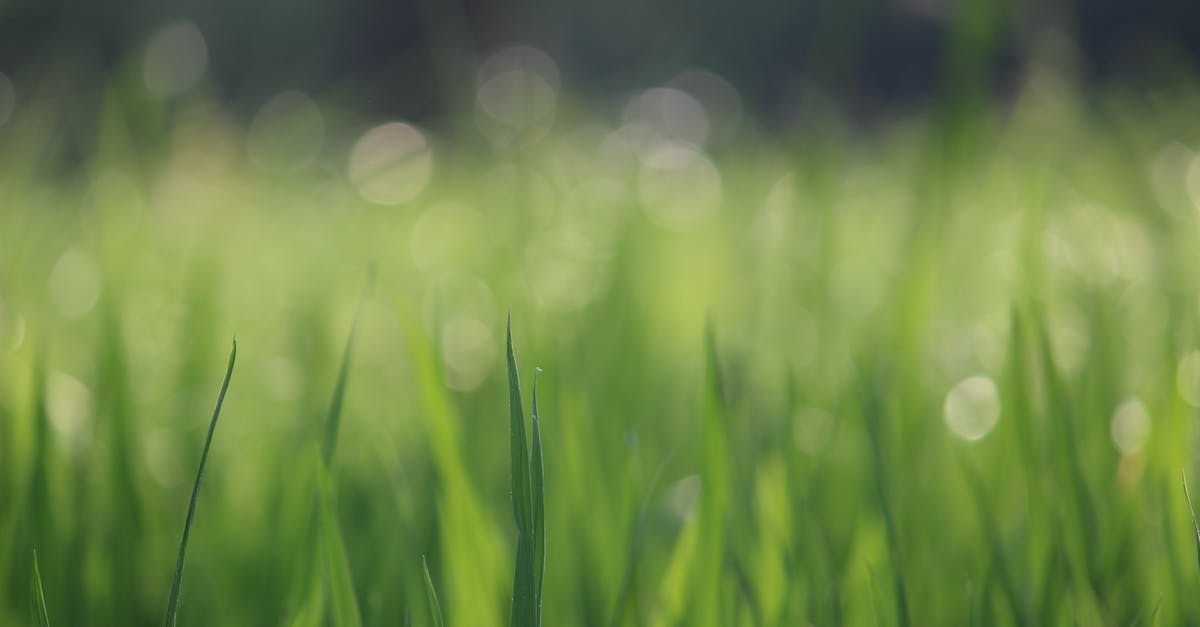 Farming Hadium Flakes for Reforging the Blade - Selective Focus Photography of Green Grass Farming Hadium Flakes for Reforging the Blade - Selective Focus Photography of Green Grass