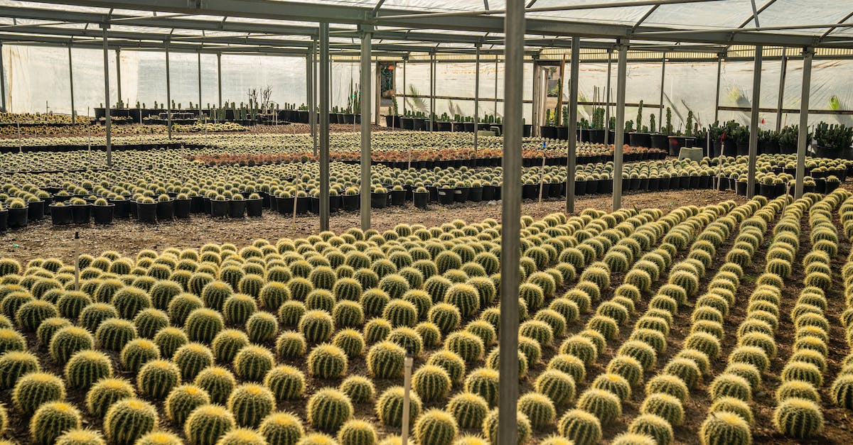 Farming zones are not fully uzed - Desert Tree Farm Farming zones are not fully uzed - Desert Tree Farm