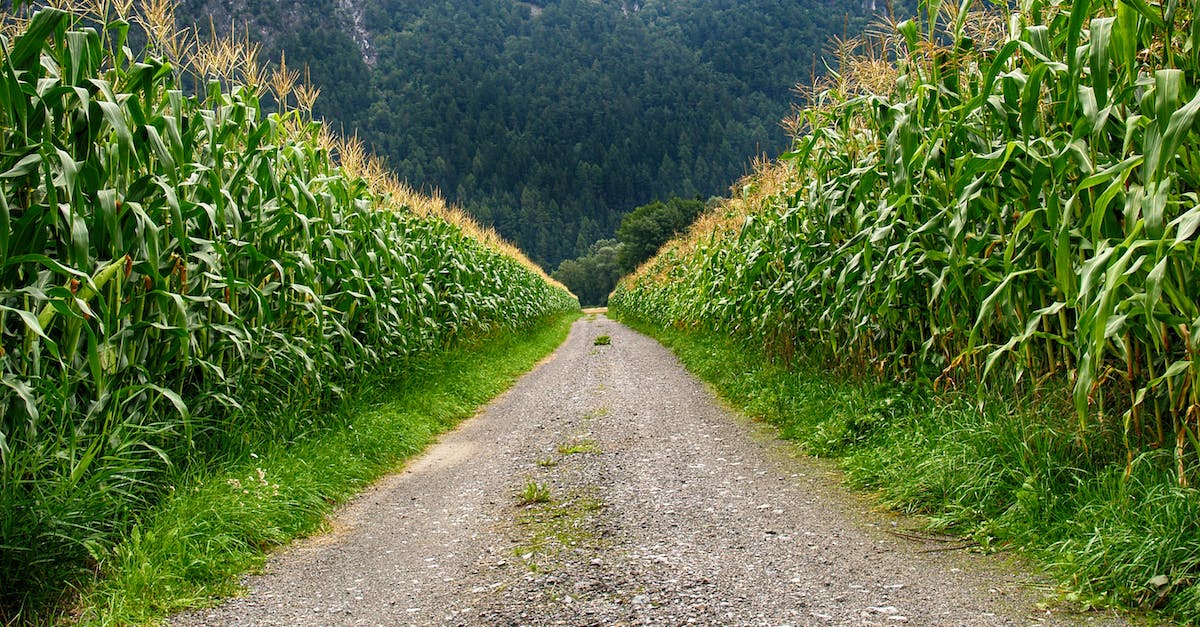 Faster way to farm ender-lilies - Pathway in Middle of Corn Field
