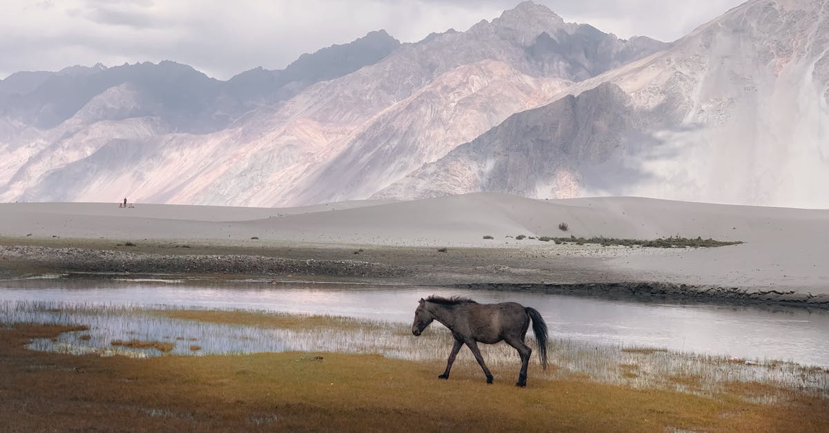 Fastest cavalry unit in Bannerlord - Black Horse on Brown Field Near Snow Covered Mountain Fastest cavalry unit in Bannerlord - Black Horse on Brown Field Near Snow Covered Mountain