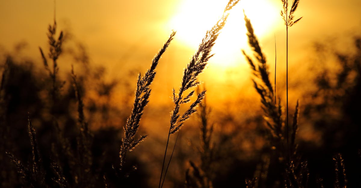Fastest place to farm gold - Close-up of Wheat Field Against Sky at Sunset Fastest place to farm gold - Close-up of Wheat Field Against Sky at Sunset