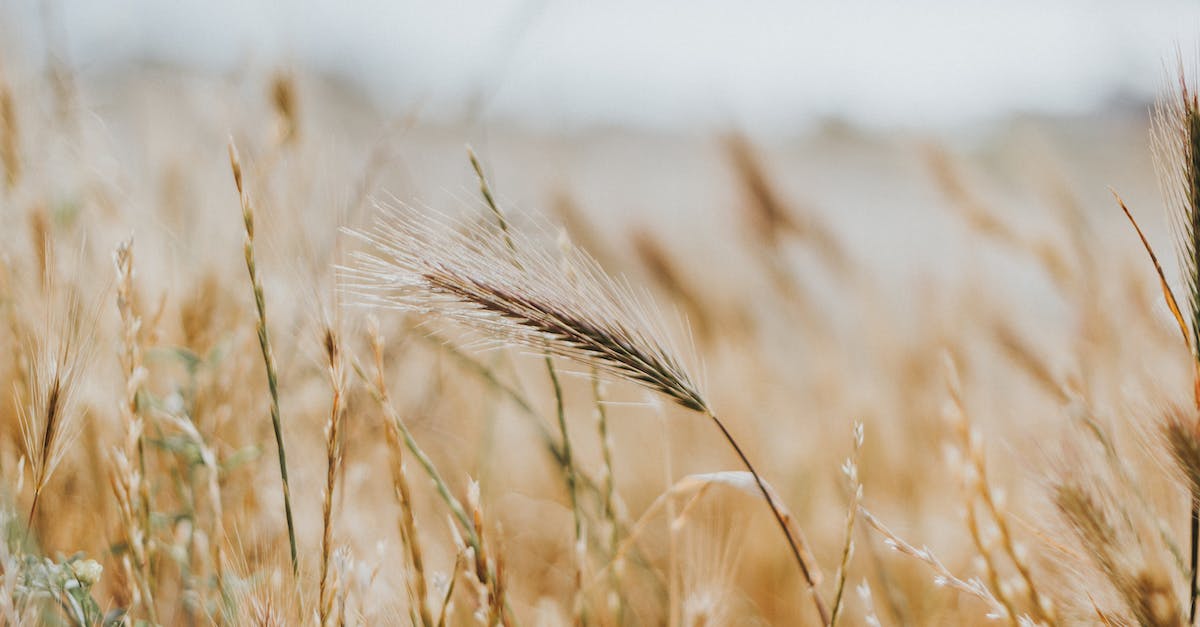 Fastest place to farm gold - Brown Wheat Field Fastest place to farm gold - Brown Wheat Field