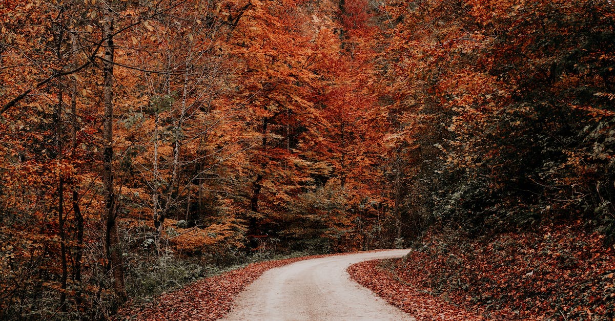 Fastest way to acquire Cracked red eye orbs? - Rural road running through yellow autumn forest
