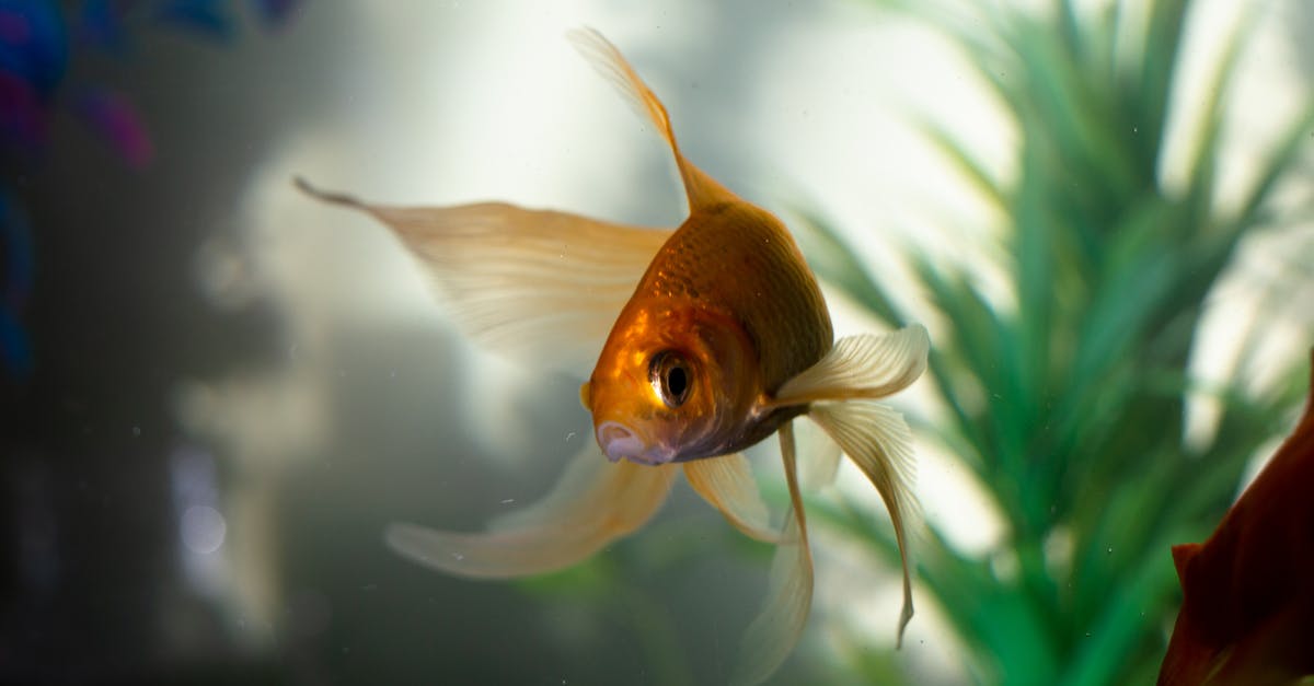 Feeding the Omni Plant with Supernatural fish - Goldfish in Water Feeding the Omni Plant with Supernatural fish - Goldfish in Water