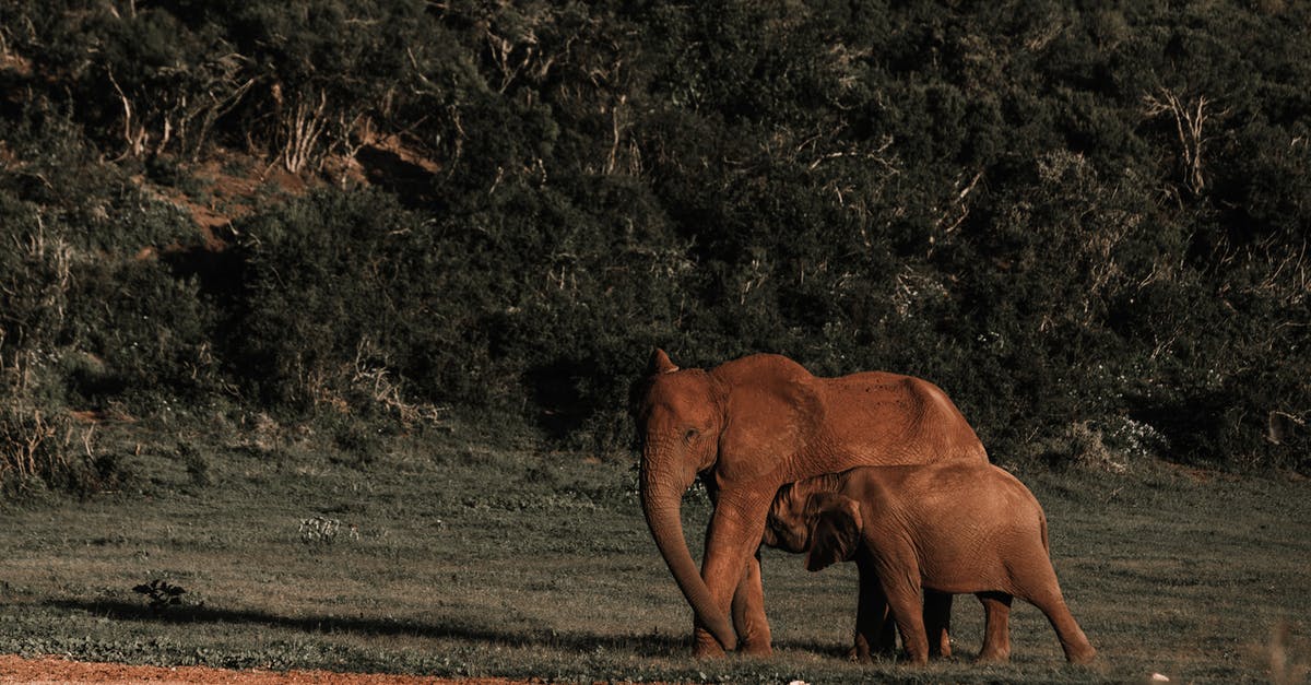 Feeding the Omni Plant with Supernatural fish - Baby elephant drinking mothers milk while walking in meadow next to slope in nature reserve Feeding the Omni Plant with Supernatural fish - Baby elephant drinking mothers milk while walking in meadow next to slope in nature reserve