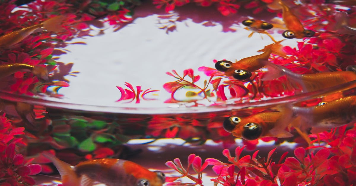 Feeding the Omni Plant with Supernatural fish - Exotic goldfish swimming in aquarium water in daylight Feeding the Omni Plant with Supernatural fish - Exotic goldfish swimming in aquarium water in daylight