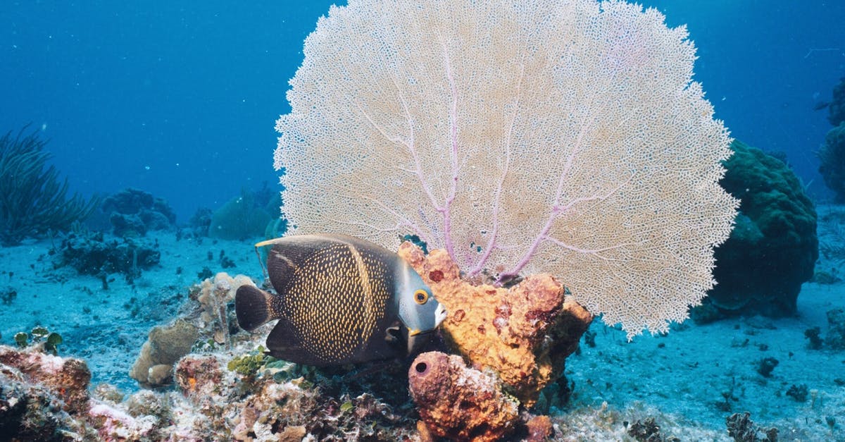 Feeding the Omni Plant with Supernatural fish - View of Sea Life Feeding the Omni Plant with Supernatural fish - View of Sea Life